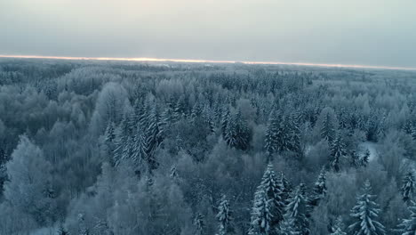 Cinematic-drone-shot-flying-over-snow-covered-spruce-trees-inside-the-wild-and-majestic-winter-landscape-with-mysterious-like-sky-at-the-background