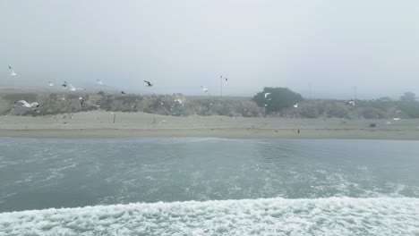 Flying-through-Flock-of-Seagulls-on-a-cloudy-day-along-the-Sonoma-Coast-Bodega-Bay,-California