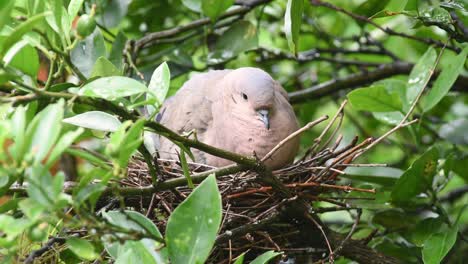 Weibliche-Ohrige-Taube,-Die-Eier-Im-Nest-Zwischen-Blättern-Und-Zweigen-Ausbrütet