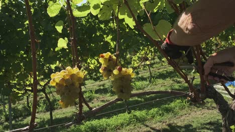 Shot-of-a-person's-hand-cutting-the-grape-vines-at-a-grape-harvest-and-throwing-into-the-bucket