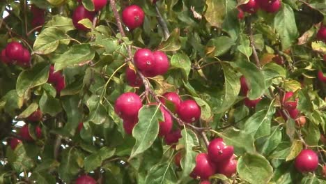 Beautiful-coloured-red-rosy-crab-apples-hanging-from-a-branch-of-a-crab-apple-tree
