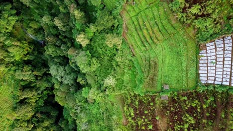Overhead-drone-shot-of-terraced-vegetable-plantation-on-the-valley-with-waterfall---Vegetables-plantation-with-trees-and-river