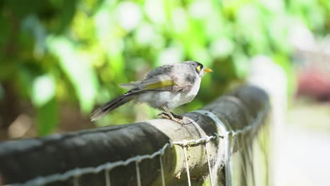 Young-noisy-miner,-manorina-melanocephala-walking-on-the-wooden-fence-under-canopy-with-beautiful-sunlight-against-blurred-swaying-tree-leaves,-constantly-making-chip-chip'-calls,-handheld-motion