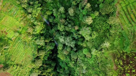 Drohnenaufnahme-Einer-Grünen,-Terrassenförmig-Angelegten-Gemüseplantage-Im-Tal-Mit-Wasserfall,-Gemüseplantage-Mit-Bäumen-Und-Fluss---Tropische-Naturlandschaft