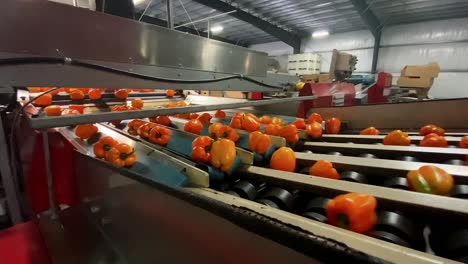 Commercial-hydroponic-hothouse-greenhouse-production-automatically-sorts-peppers-and-vegetables-on-conveyor