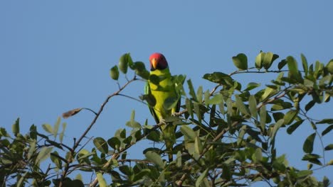 Schöner-Papagei-Im-Baum-Und-Entspannend
