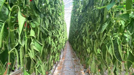 Commercial-hydroponic-hothouse-greenhouse-growing-peppers-and-vegetables-in-tall-rows