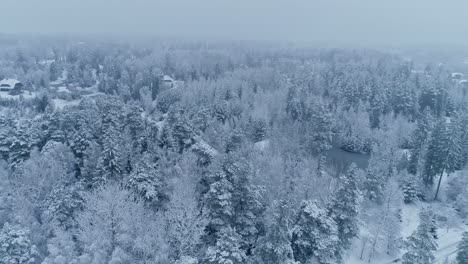 Slow-motion-aerial-drone-shot-flying-above-upper-branches-of-snow-covered-spruce-trees-revealing-vast,-wild-and-empty-winter-landscape-with-cottages,-lakes,-road-all-covered-in-fresh-snow