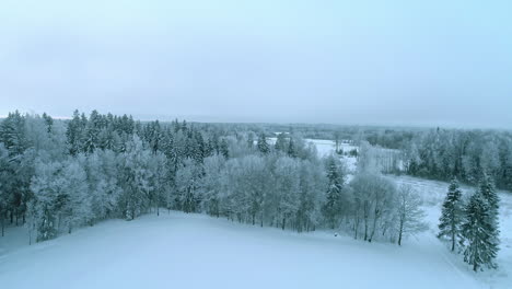 Die-Drohne-Fliegt-Auf-Schneebedeckte-Fichten-Zu-Und-Enthüllt-Später-Eine-Wilde-Und-Majestätische-Winterlandschaft-Mit-Grauem-Himmel-Im-Hintergrund