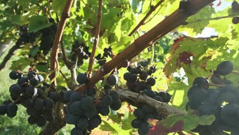 Red-wine-grapes-on-a-vineyard-in-Cantabrian,-Spain,-with-a-flare-of-the-sun