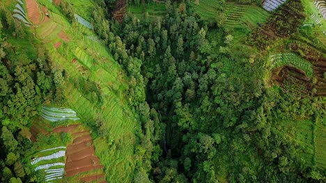 Drone-shot-of-Forest-on-the-slopes-of-the-mountain-that-has-been-damaged-due-to-land-clearing-for-agriculture