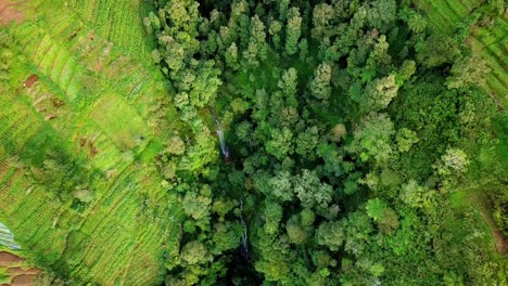 Idyllic-drone-straight-down-view-of-waterfall,-woodland-with-green-plantation-fields-during-daytime--