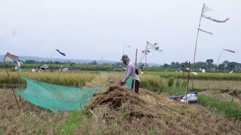The-traditional-way-of-threshing-paddy-in-Cirebon,-West-Java,-Indonesia