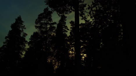 Boreal-forest-day-to-night-timelapse:-clouds-drift-above-tall-trees