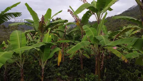 Flying-backwards-through-banana-trees-in-a-cold-day