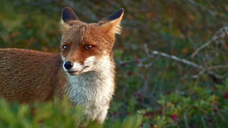 Playful-watchful-red-Fox-observing-surroundings,-golden-hour-sunshine,-static