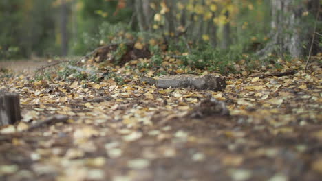 Shot-moves-right-along-narrow-focus-forest-floor-of-fallen-leaves