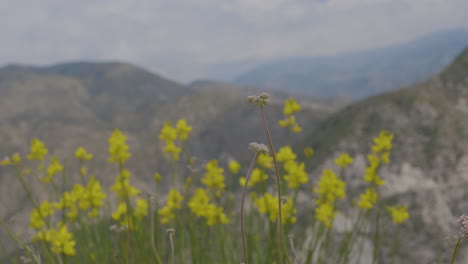 Stationary-shot-of-yellow-flowers-moving-gently-with-the-wind-if-front-of-a-beautiful-mountain-range-in-southern-California-located-at-Echo-Mountain-Trails-California