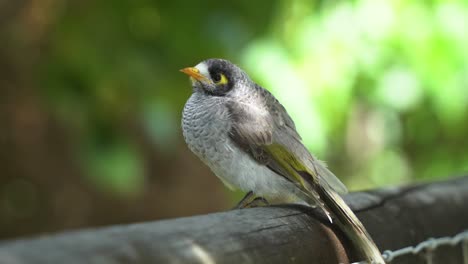 Wild-noisy-miner,-manorina-melanocephala-puff-up-its-breast-feathers-on-a-windy-day-to-stay-warm-with-beautiful-sunlight-shinning-through-the-foliage,-close-up-shot-taken-at-Australian-urban-park