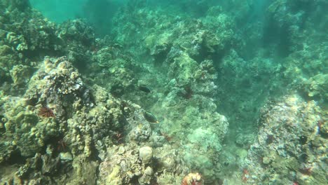 Hermosos-Peces-Tropicales-Nadando-En-Los-Arrecifes-De-Coral-De-Maui