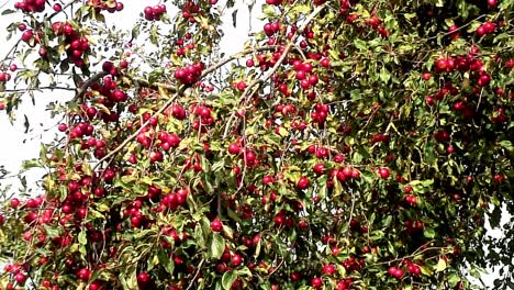 Una-Gran-Cosecha-De-Manzanas-Silvestres-Rojas-Y-Rosadas-Que-Esperan-Ser-Cosechadas-Meciéndose-En-El-Viento