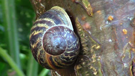 a-close-up-of-a-British-garden-snail-hanging-from-the-trunk-of-a-laburnum-tree