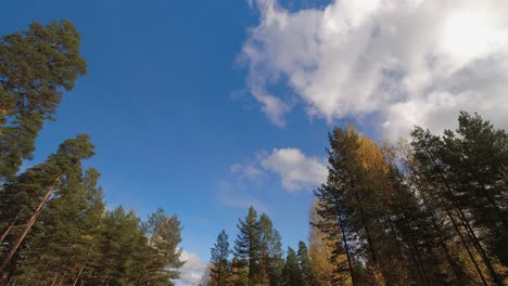 Fluffy-cumulus-clouds-drift-above-autumn-tree-canopy-in-boreal-forest