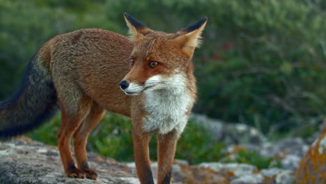 Watchful-curious-red-fox-sniffing-for-food-while-standing-on-rock,-static,-day