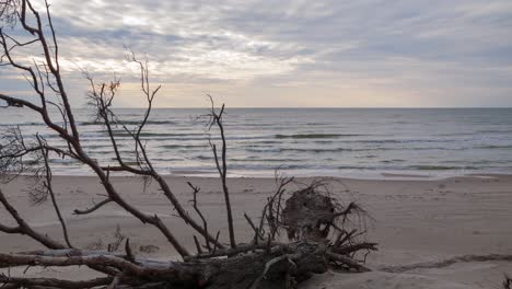 Beautiful-timelapse-of-fast-moving-clouds-over-the-Baltic-sea-coastline,-evening-before-the-sunset,-nature-landscape-in-motion,-old-tree-in-foreground,-white-sand-beach,-wide-angle-shot
