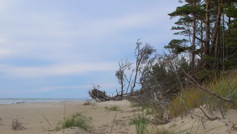 Idyllic-view-of-empty-Baltic-sea-coastline,-steep-seashore-dunes-damaged-by-waves,-white-sand-beach,-broken-pine-trees,-coastal-erosion,-climate-changes,-low-angle-wide-shot