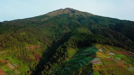 Aerial-shot-of-bare-forest-on-slope-of-mountain,-deforestation-on-slope-of-mountain---Sumbing-Mountain,-Indonesia