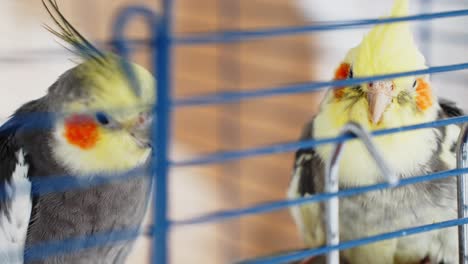 Zwei-Niedliche-Bunte-Nymphensittichvögel,-Auch-Bekannt-Als-Weiro-Im-Blauen-Käfig,-Küssen-Sich