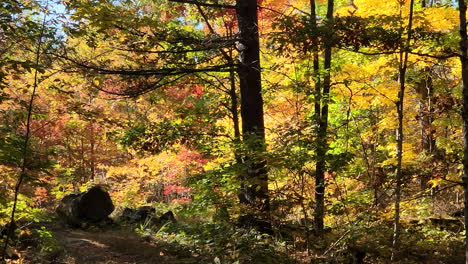 Eine-LKW-Aufnahme-Der-Dicht-Bewachsenen-Natürlichen-Vegetation-Eines-Ahornbaumwaldes,-Während-Sich-Die-Farben-Der-Blätter-Während-Der-Malerischen-Herbstmonate,-Kanada,-ändern
