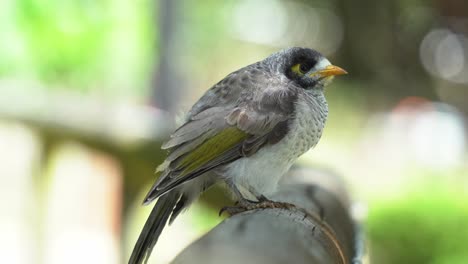 Noisy-miner,-manorina-melanocephala-fluff-up-its-breast-feathers-on-a-windy-day-to-stay-warm-with-beautiful-sunlight-shinning-through-the-foliage,-wondering-around-its-surrounding-environment