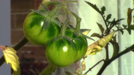 Drei-Grüne-Tomaten-Unreif-Und-Ungepflückt-Während-Der-Herbstmonate
