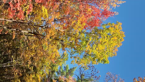 VERTICAL-panning-across-bright-colourful-autumn-woodland-fall-leaves-under-blue-sky