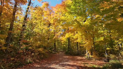 Verzauberter-Waldweg,-Während-Gelbe-Herbstblätter-Von-Den-Baumwipfeln-Fallen,-Umgeben-Von-Einem-Panoramablick-Auf-Die-Natürliche-Vegetation
