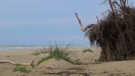 Idyllic-view-of-empty-Baltic-sea-coastline,-steep-seashore-dunes-damaged-by-waves,-white-sand-beach,-broken-pine-tree-roots-in-foreground,-coastal-erosion,-climate-changes,-medium-shot
