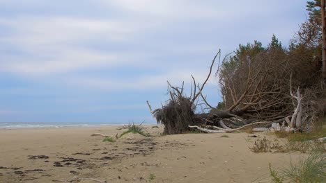 Idyllic-view-of-empty-Baltic-sea-coastline,-steep-seashore-dunes-damaged-by-waves,-white-sand-beach,-broken-pine-trees-with-dead-roots,-coastal-erosion,-climate-changes,-low-angle-wide-shot