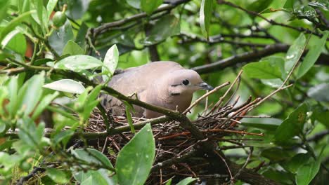Female-eared-dove-incubating-eggs-and-protecting-the-nest