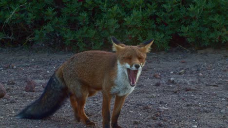 Pretty-curious-red-fox-looking-up-for-food,-then-sits-down-yawing,-handheld