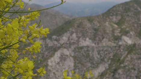 Stationary-shot-of-forsythia-flowers-with-mountains-in-the-background-focus-racking-between-yellow-flowers-and-mountainside