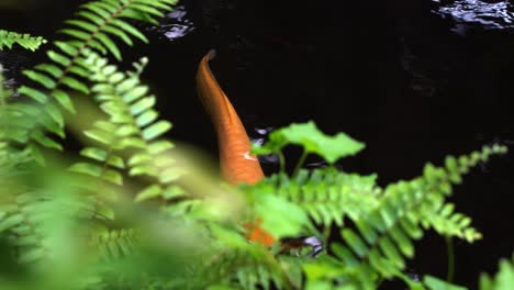 Single-oriental-golden-koi-fish,-amur-carp,-cyprinus-rubrofuscus-swimming-gracefully-in-the-pond-with-beautiful-blurred-green-foliage-in-the-foreground,-handheld-motion-close-up-shot
