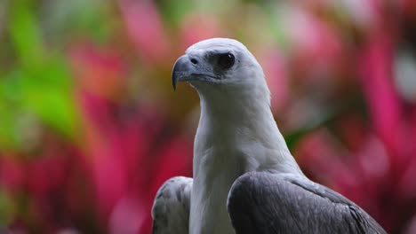 Facing-to-the-left-then-turns-her-head-towards-the-camera,-White-bellied-Sea-Eagle-Haliaeetus-leucogaster