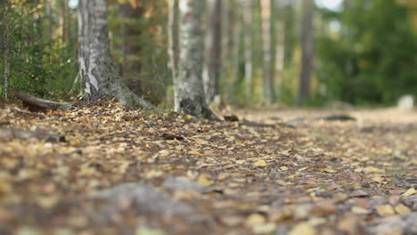 Ground-level-narrow-focus-view-of-autumn-forest-floor,-camera-moving