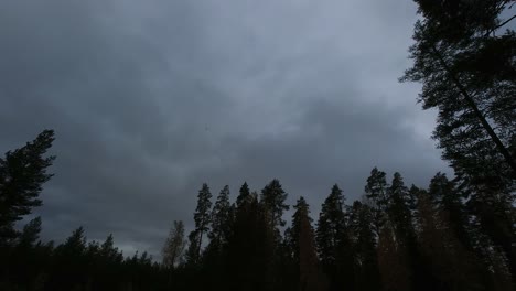 Dusk-forest-timelapse-as-heavy-overcast-clouds-move-across-evening-sky