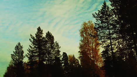 Zeitraffer-Der-Sonnenuntergangsbrise,-Während-Die-Wolken-über-Die-Blätter-Des-Herbstwaldes-Ziehen