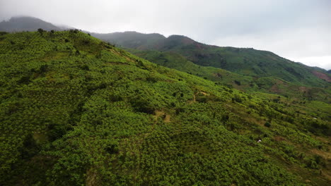 Luftaufnahme-über-Bananenplantagen-In-Den-Bergen-In-Phuoc-Binh,-Vietnam---Drohnenaufnahme