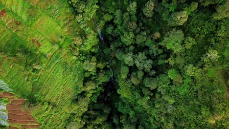 Lush-landscape-with-cultivation-Plantation,-trees-and-waterfall-on-slope-of-mountain-drone-top-down