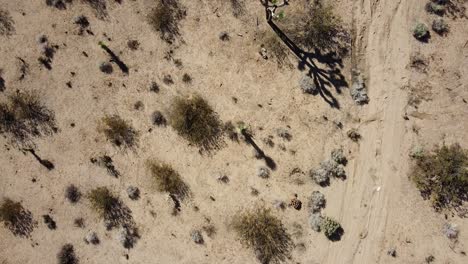 Blick-Von-Oben-Nach-Unten-Auf-Den-Joshua-Tree-In-Der-Heißen,-Trockenen-Mohave-Wüste-In-Nevada-Mit-Gestreckten-Pflanzenschatten